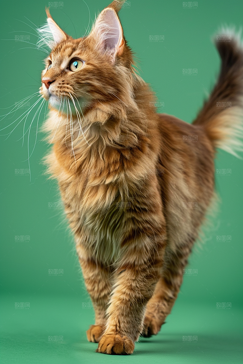 缅因猫养宠陪伴摄影图