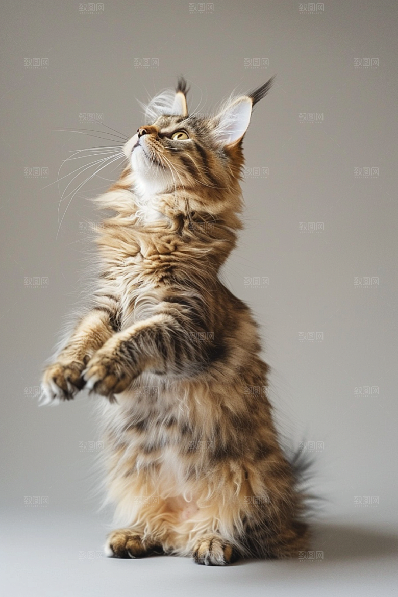 缅因猫可爱高清摄影图