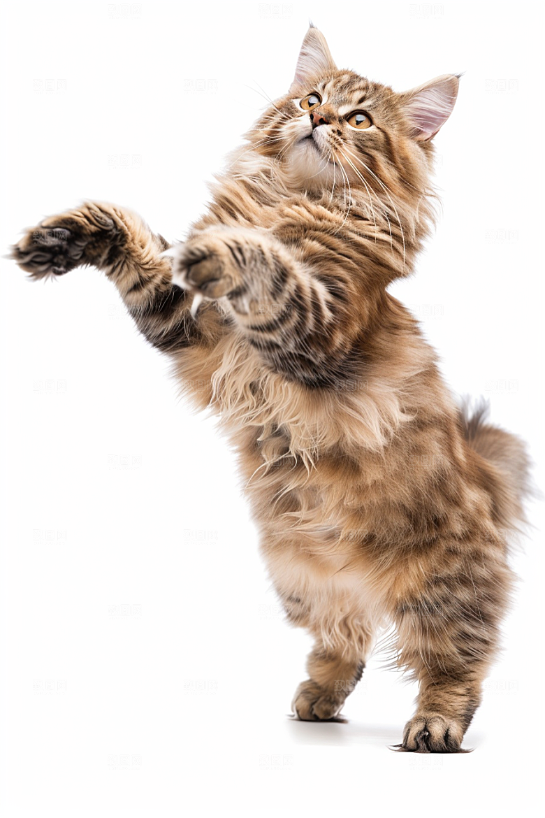 缅因猫长毛猫可爱摄影图