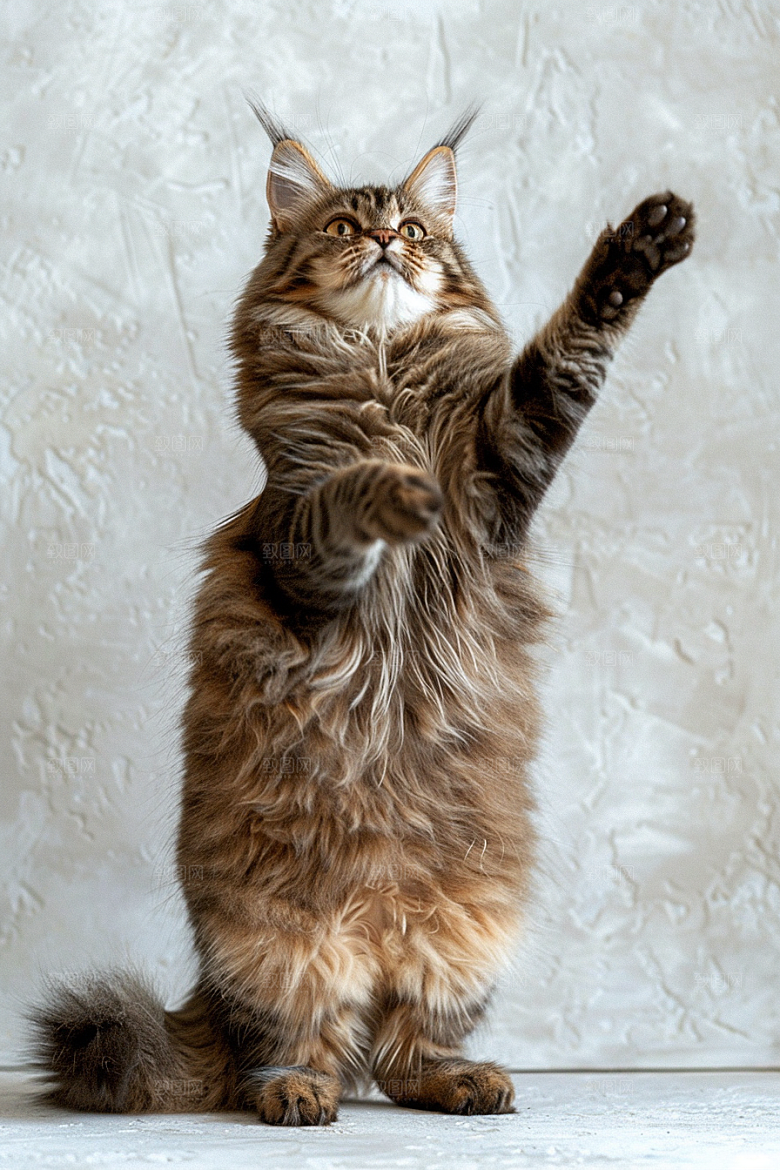 缅因猫可爱长毛猫摄影图