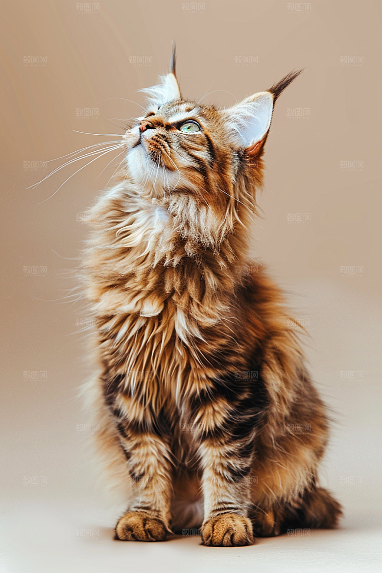 缅因猫小动物陪伴摄影图
