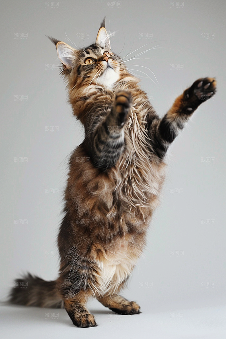 缅因猫可爱高清摄影图