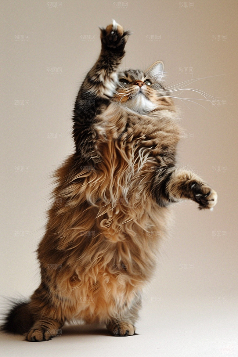 缅因猫长毛猫高清摄影图