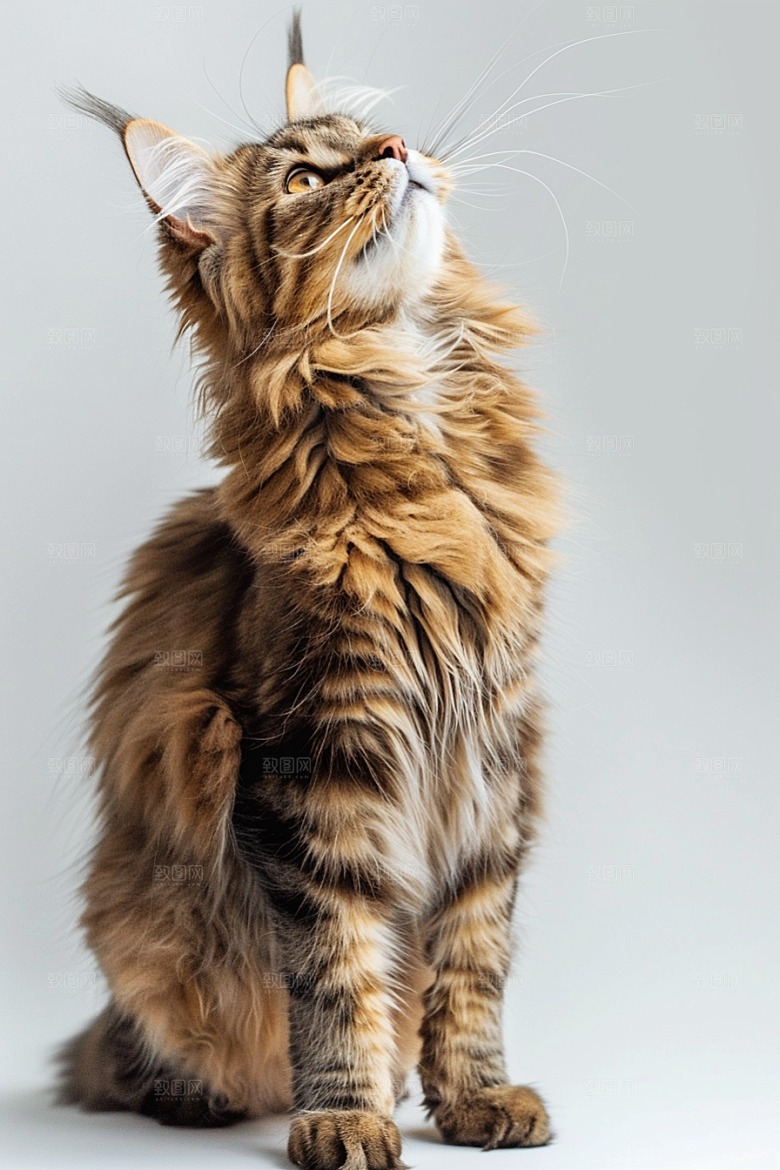缅因猫宠物猫陪伴摄影图
