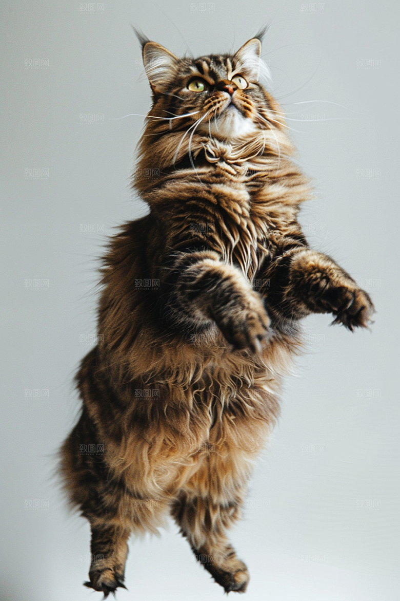 缅因猫家居生活品种猫摄影图