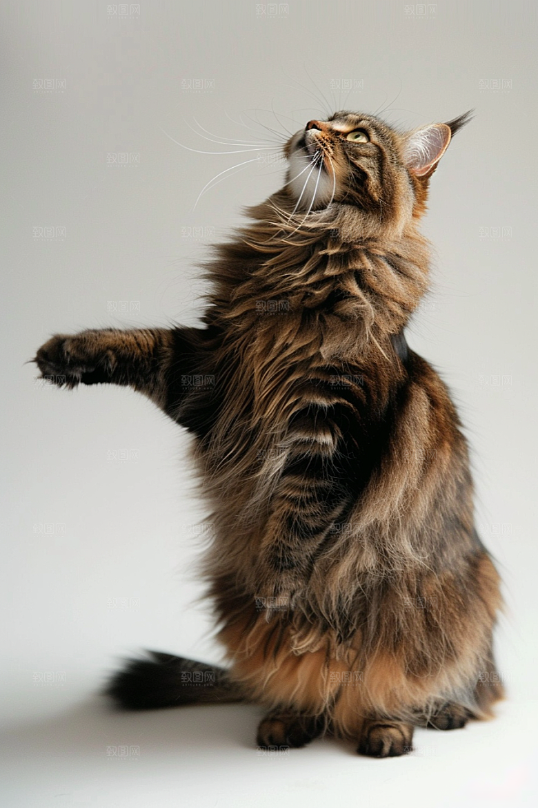 缅因猫高清长毛猫摄影图