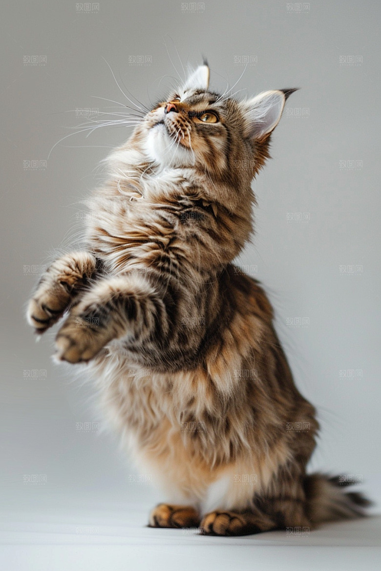 缅因猫家居生活长毛猫摄影图