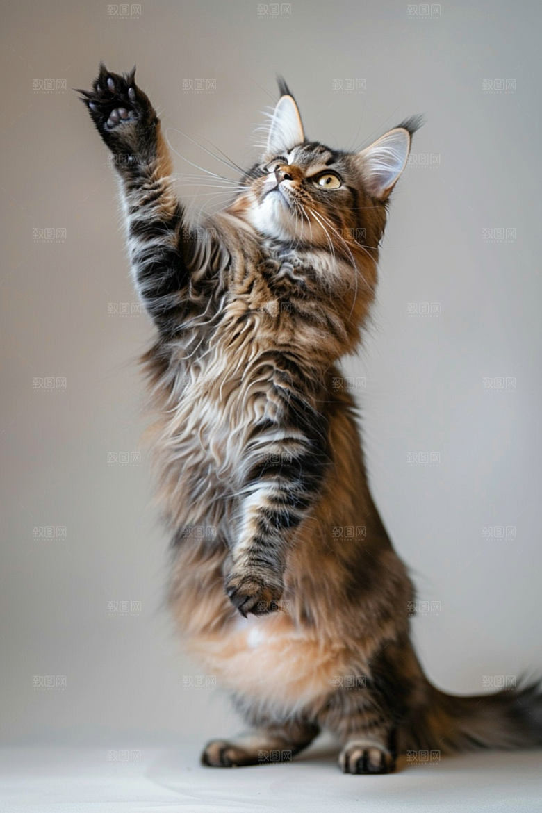 缅因猫小动物毛茸茸摄影图