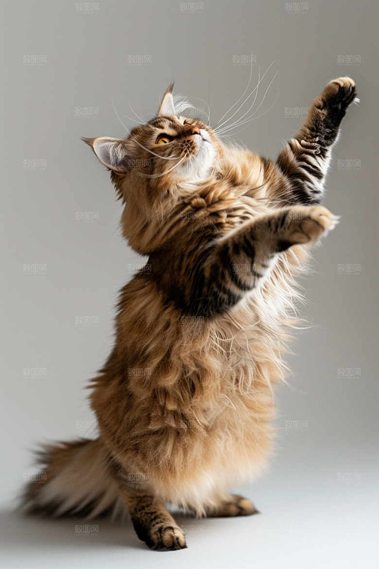 缅因猫宠物猫长毛猫摄影图