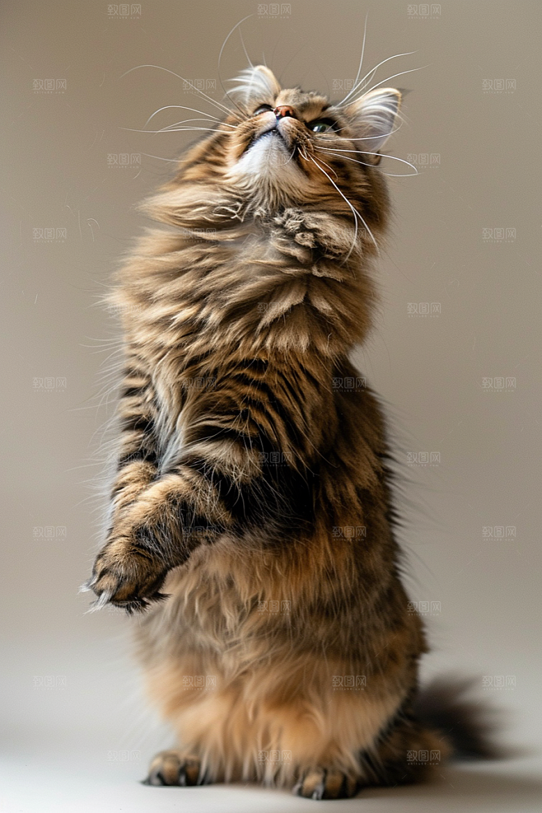 缅因猫家居生活长毛猫摄影图