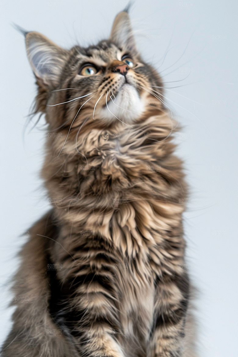 缅因猫可爱小动物摄影图