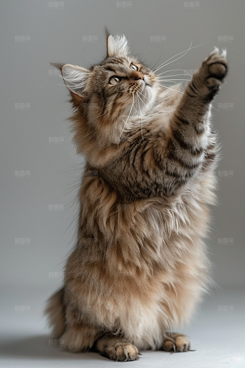 缅因猫可爱品种猫摄影图