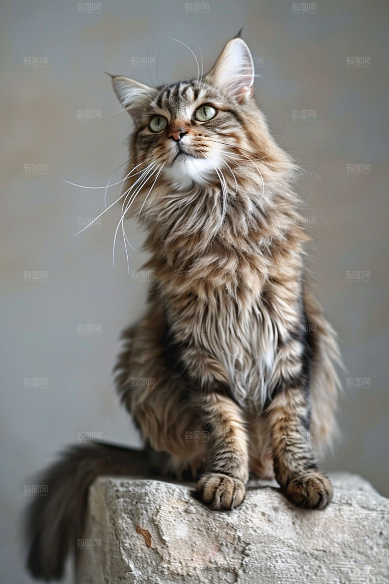 缅因猫小动物可爱摄影图