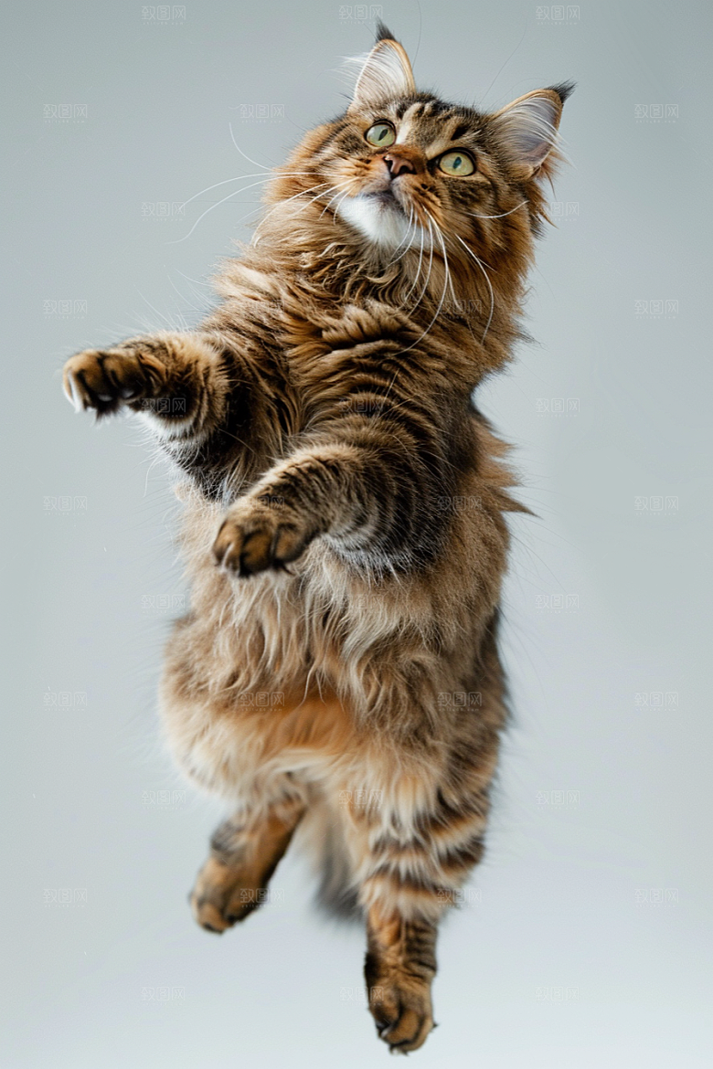 缅因猫养宠可爱摄影图