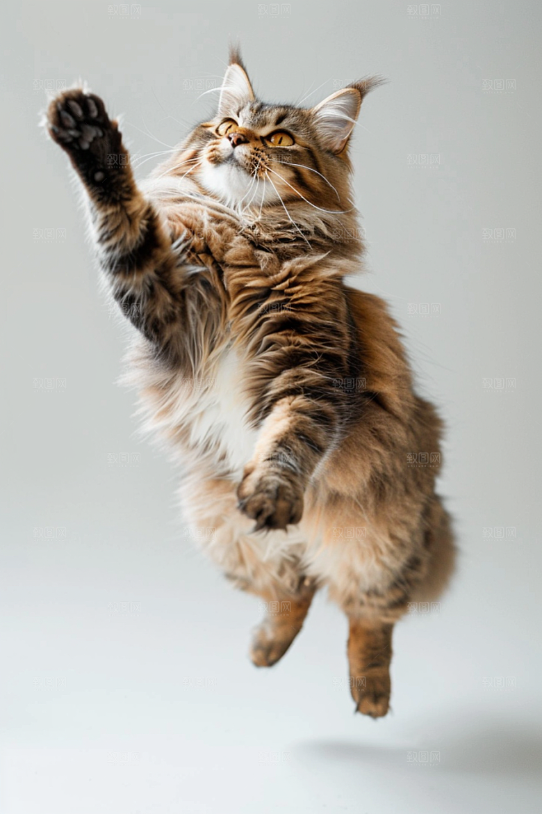 缅因猫高清长毛猫摄影图