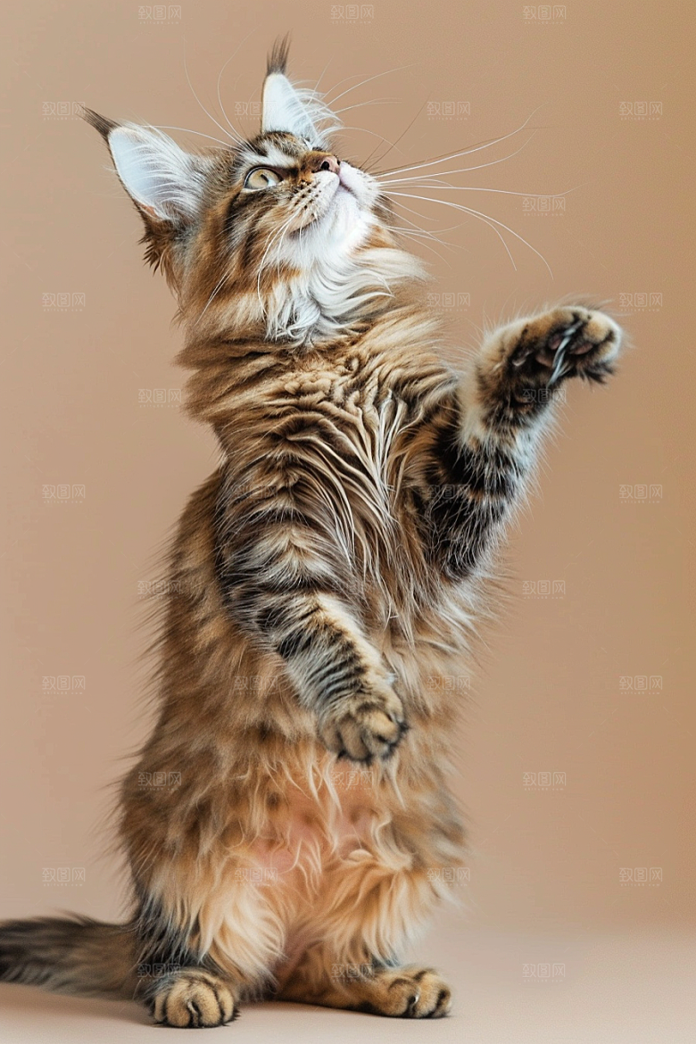 缅因猫毛茸茸高清摄影图
