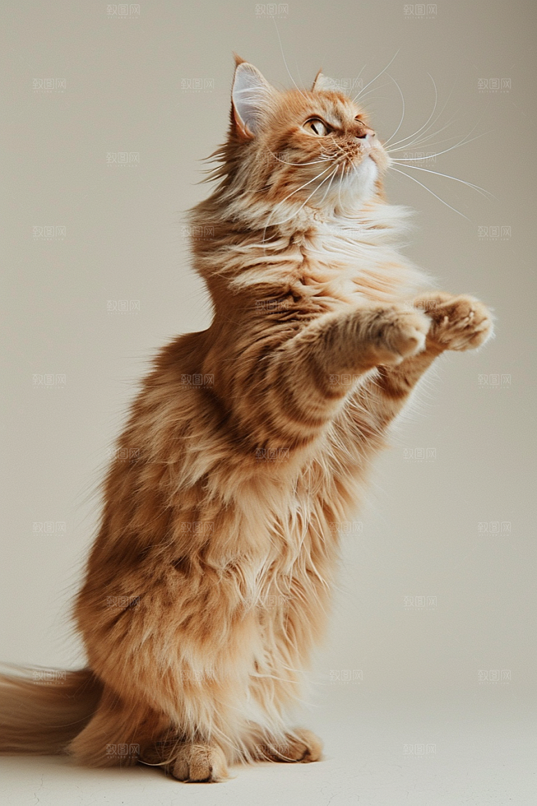 缅因猫家居生活毛茸茸摄影图