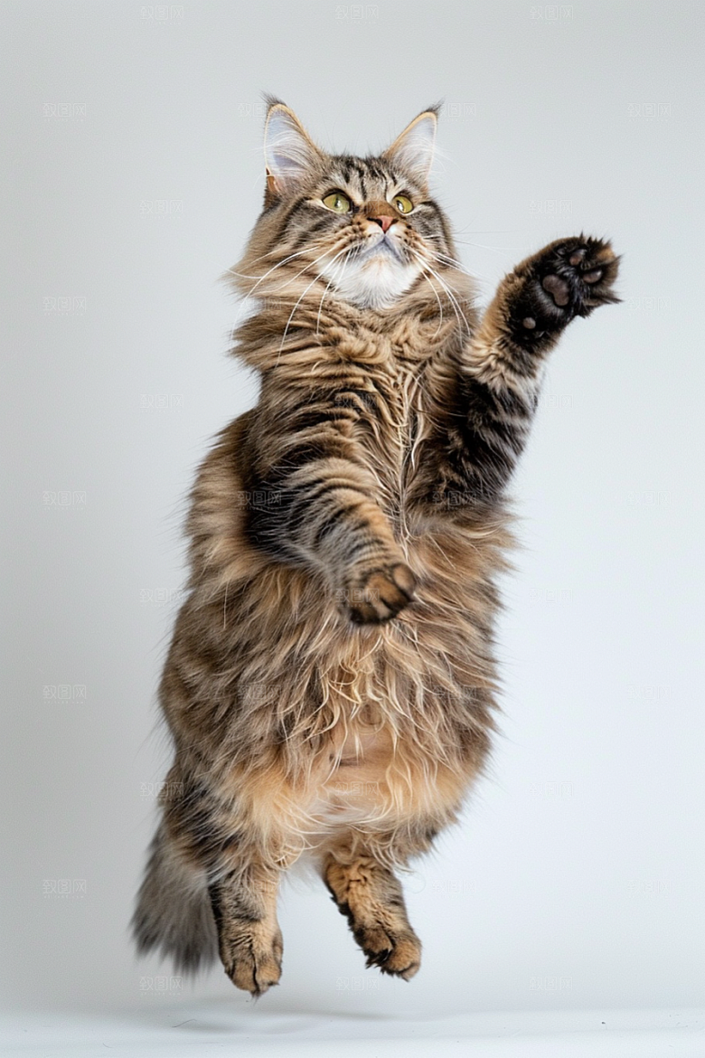 缅因猫毛茸茸宠物猫摄影图