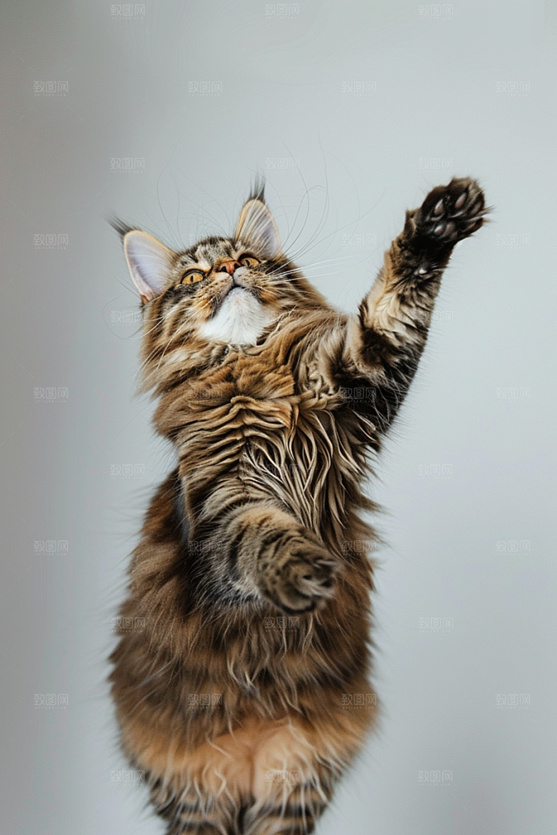 缅因猫小动物长毛猫摄影图