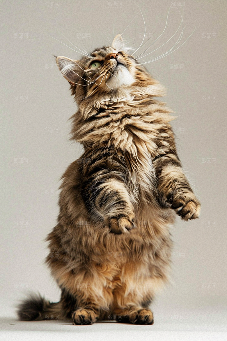 缅因猫陪伴养宠摄影图