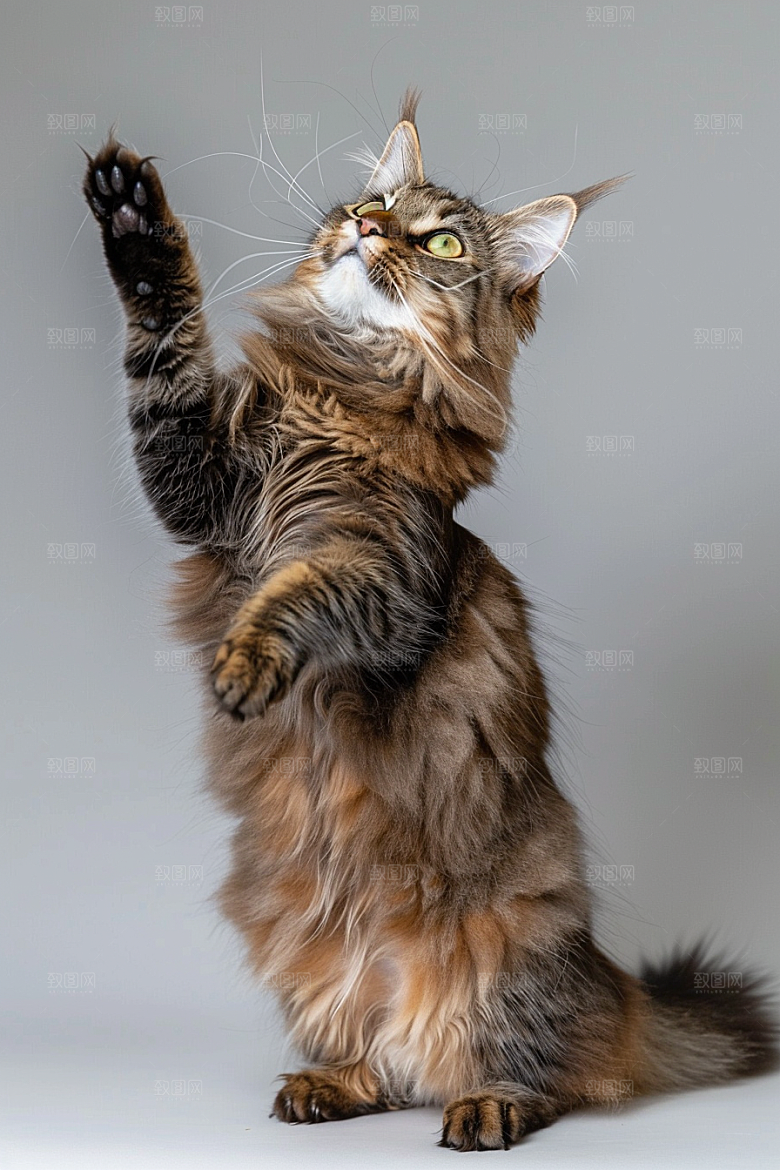缅因猫陪伴家居生活摄影图