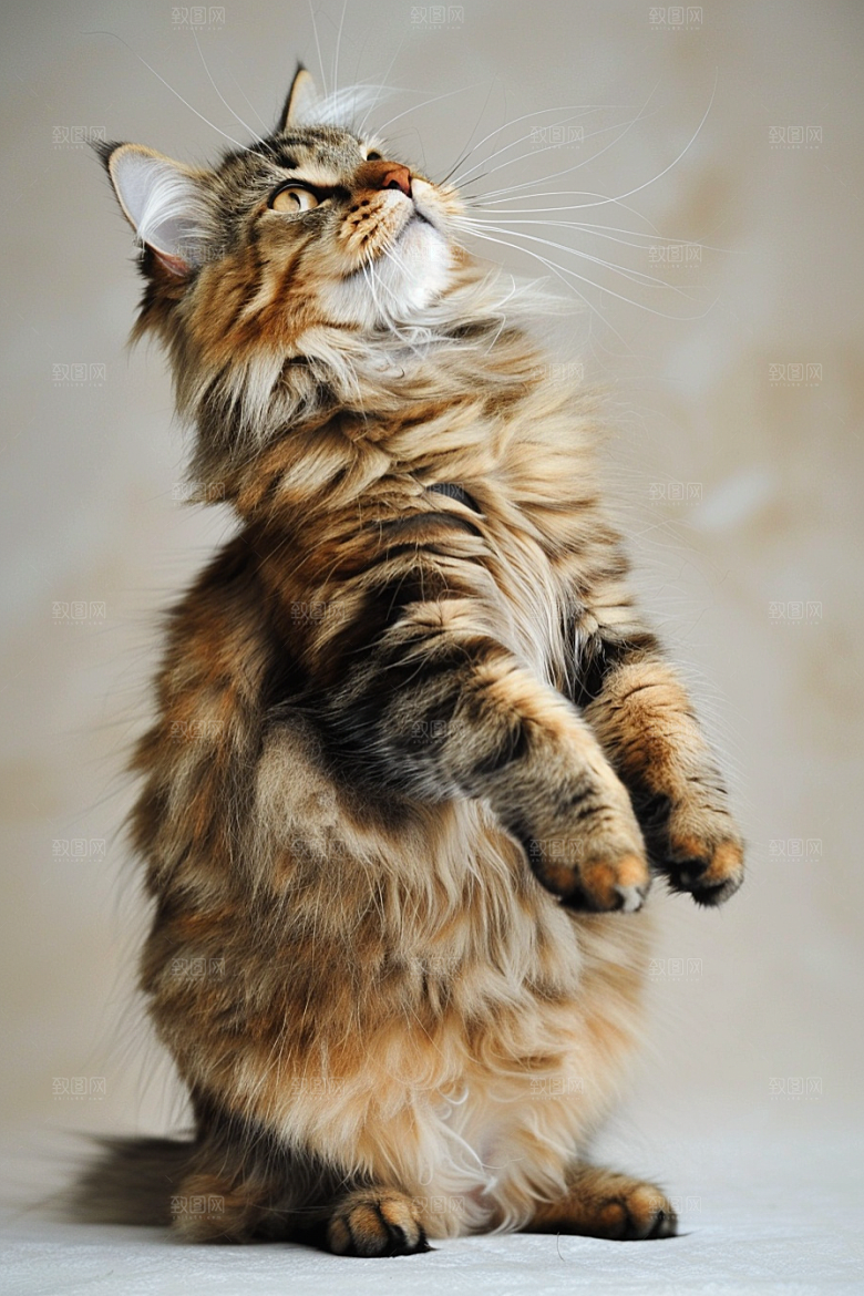 缅因猫可爱养宠摄影图
