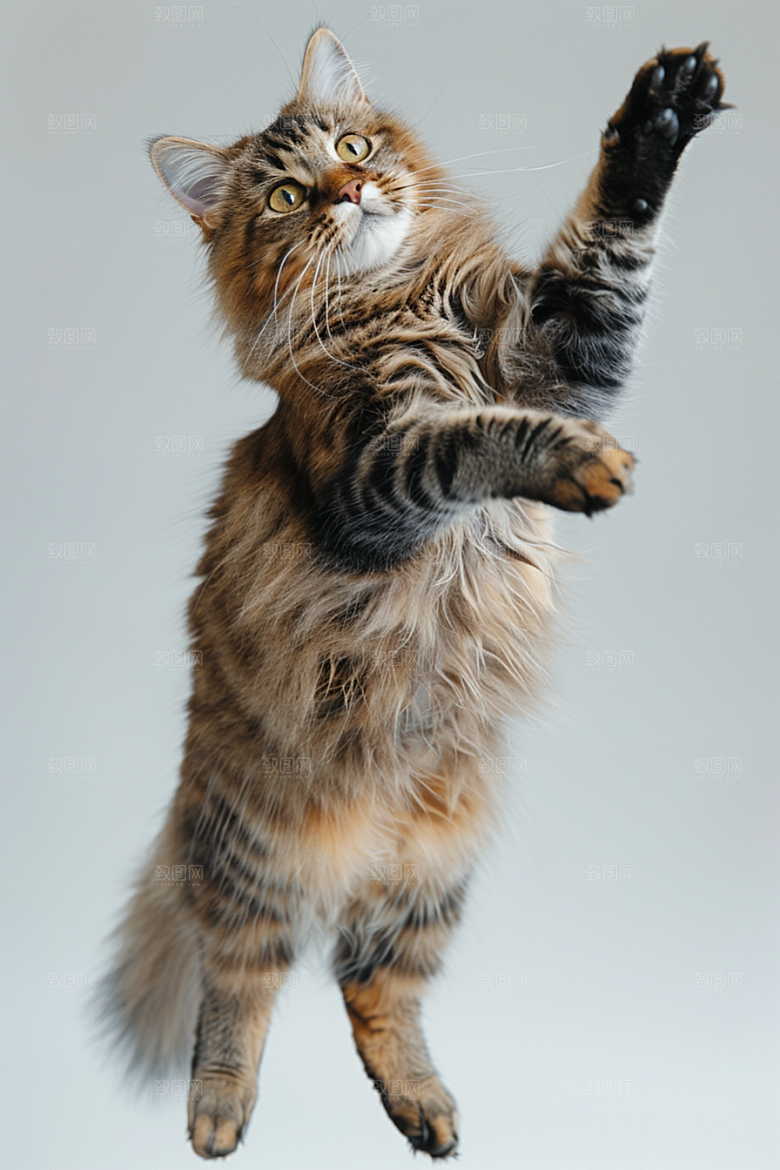 缅因猫毛茸茸品种猫摄影图
