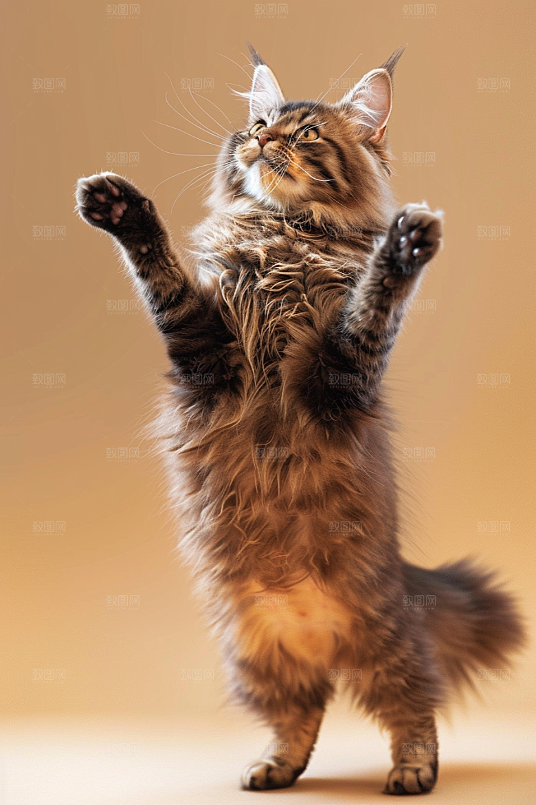 缅因猫养宠小动物摄影图