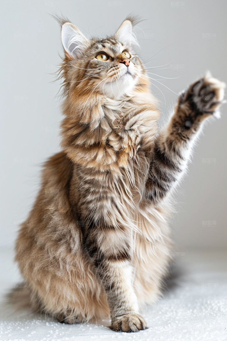 缅因猫宠物猫可爱摄影图