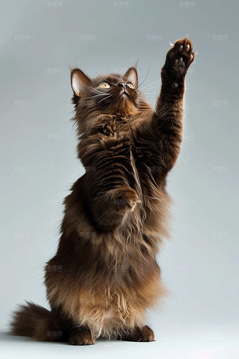 缅因猫宠物猫家居生活摄影图