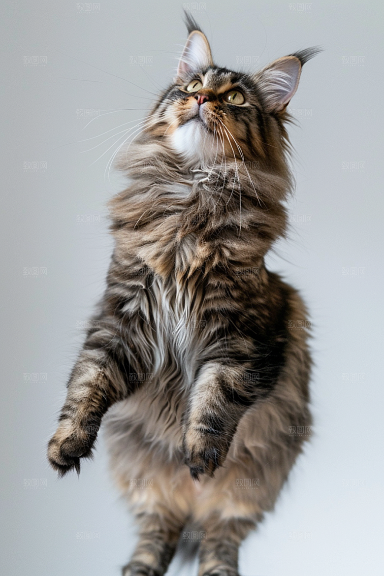 缅因猫小动物品种猫摄影图
