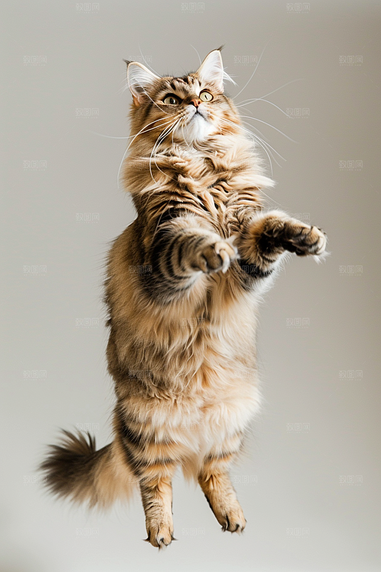 缅因猫长毛猫毛茸茸摄影图