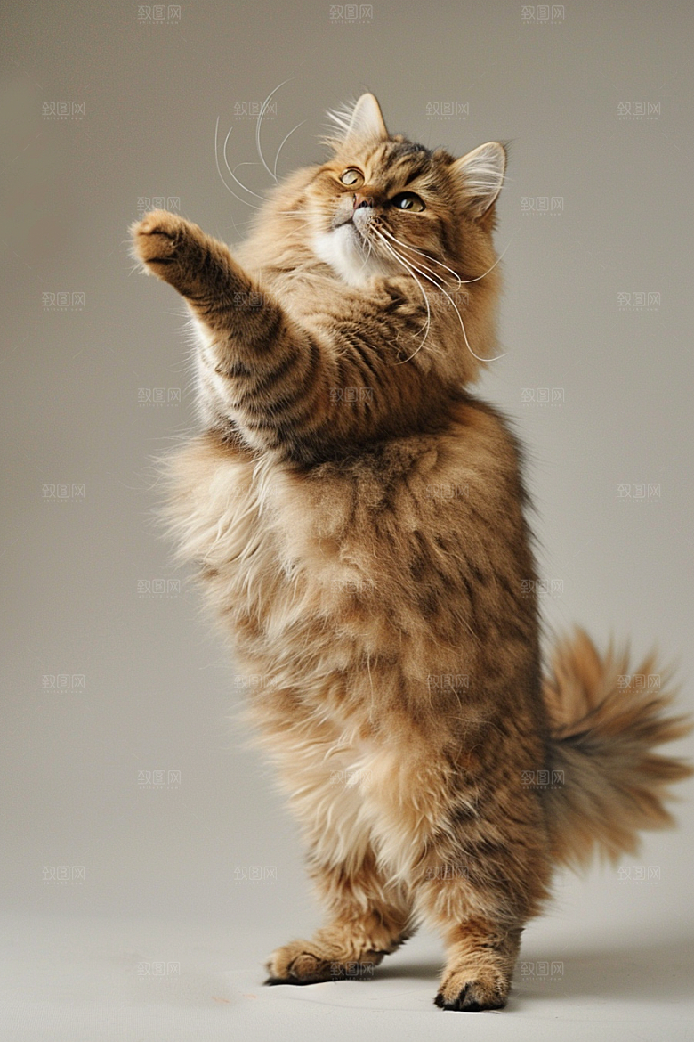 缅因猫毛茸茸家居生活摄影图