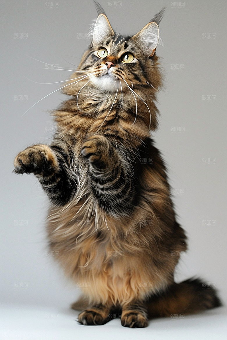 缅因猫长毛猫宠物猫摄影图
