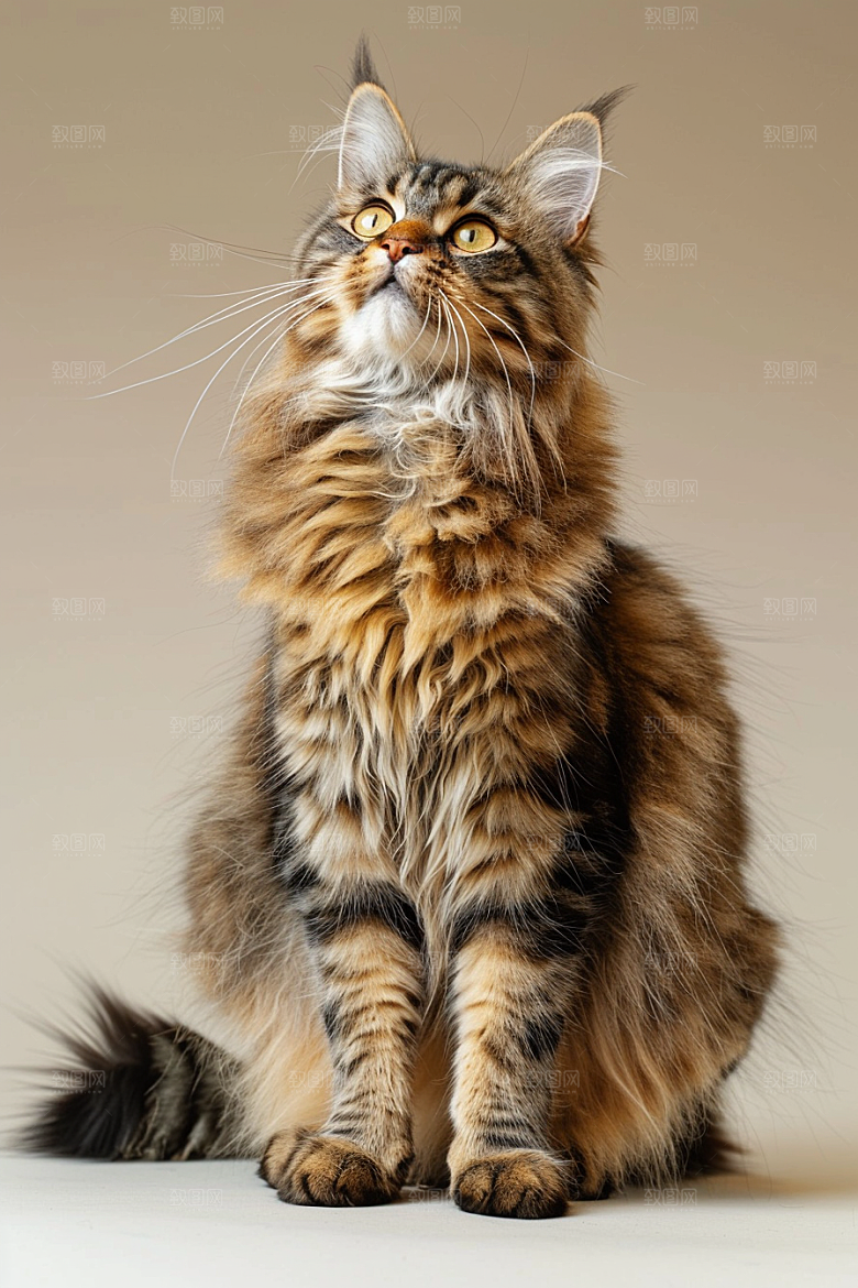 缅因猫长毛猫可爱摄影图