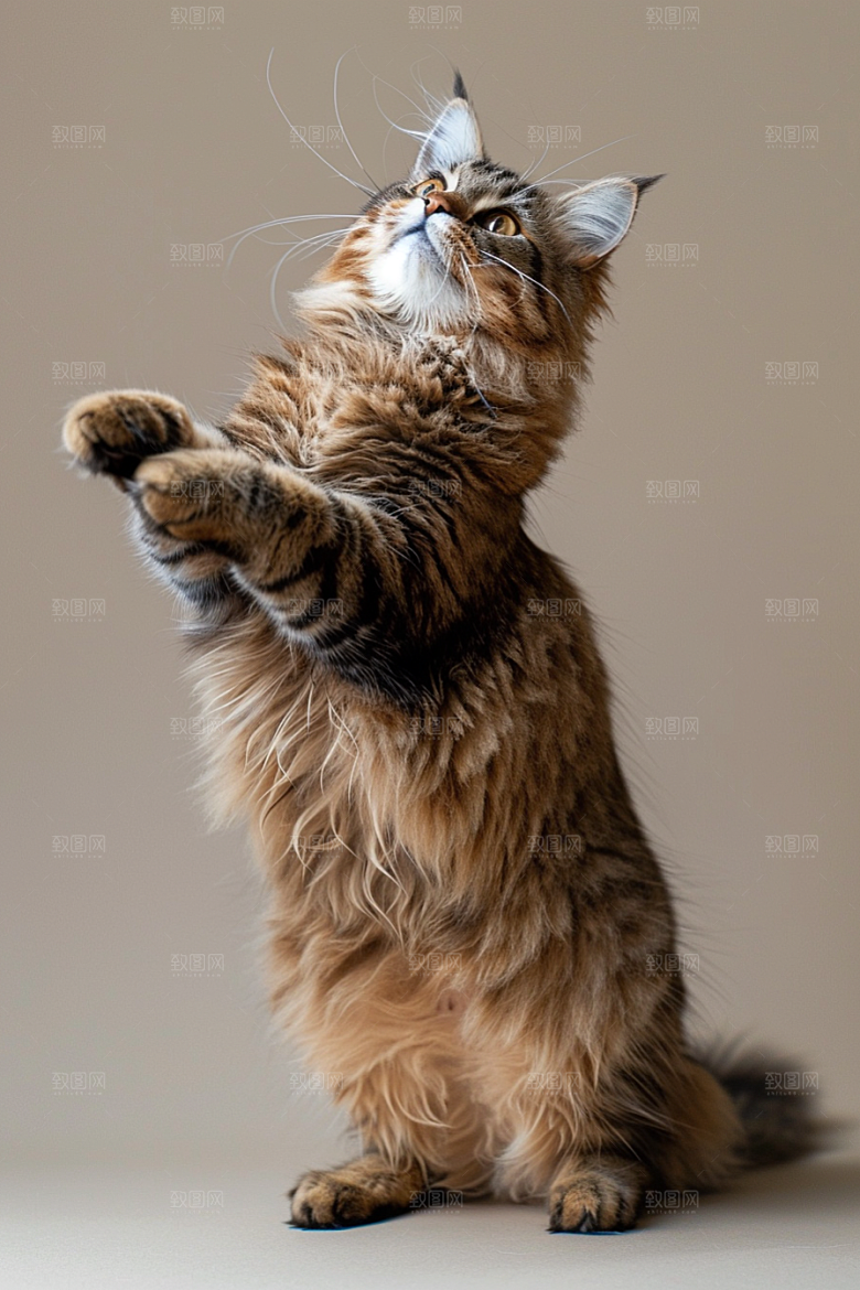 缅因猫长毛猫家居生活摄影图