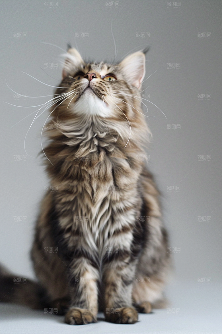 缅因猫毛茸茸养宠摄影图