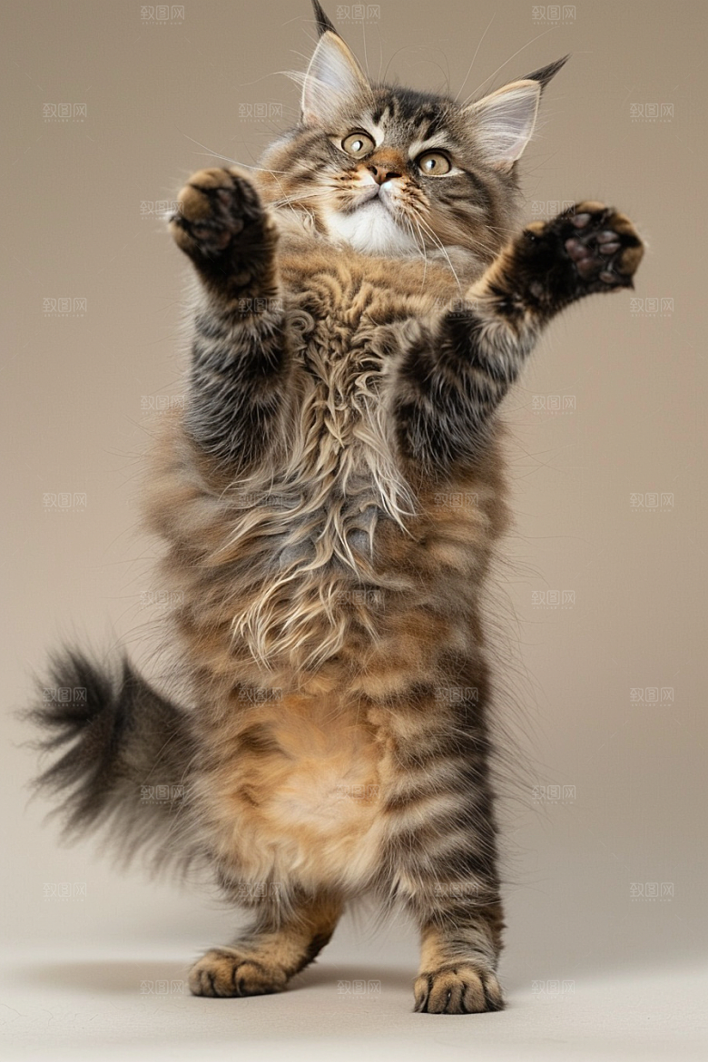 缅因猫长毛猫家居生活摄影图