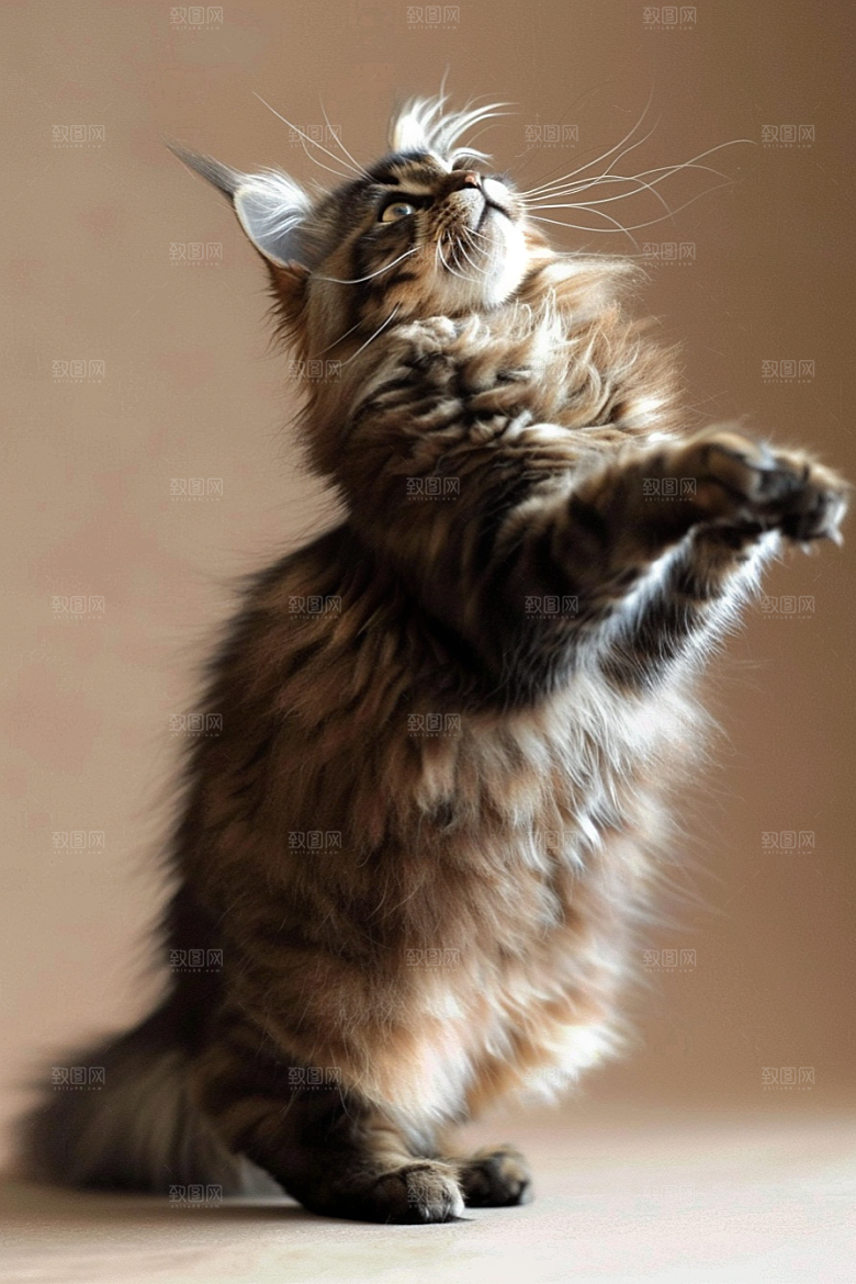 缅因猫长毛猫小动物摄影图