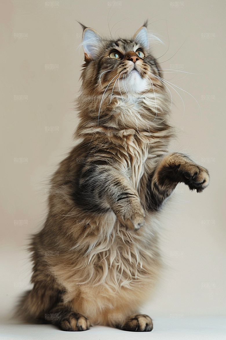 缅因猫品种猫陪伴摄影图