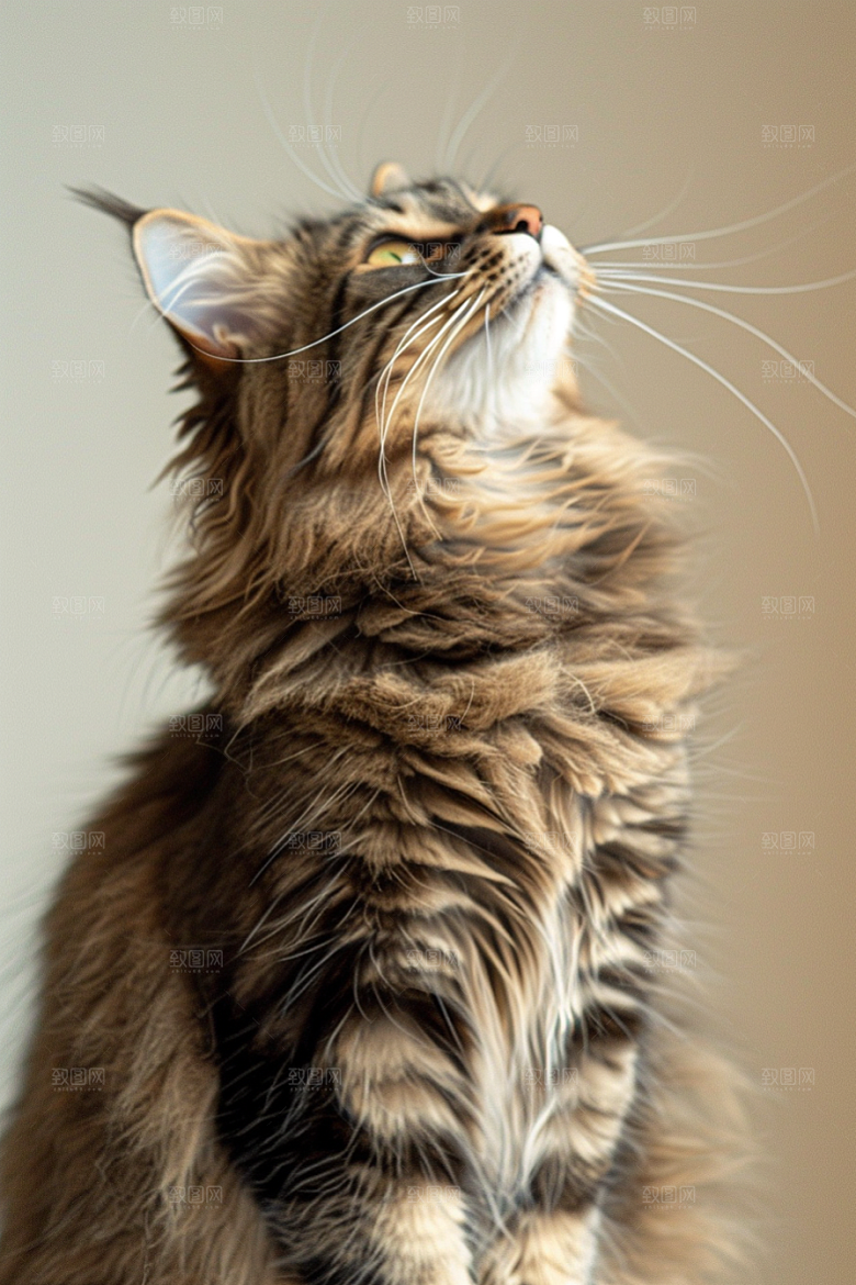 缅因猫可爱宠物猫摄影图