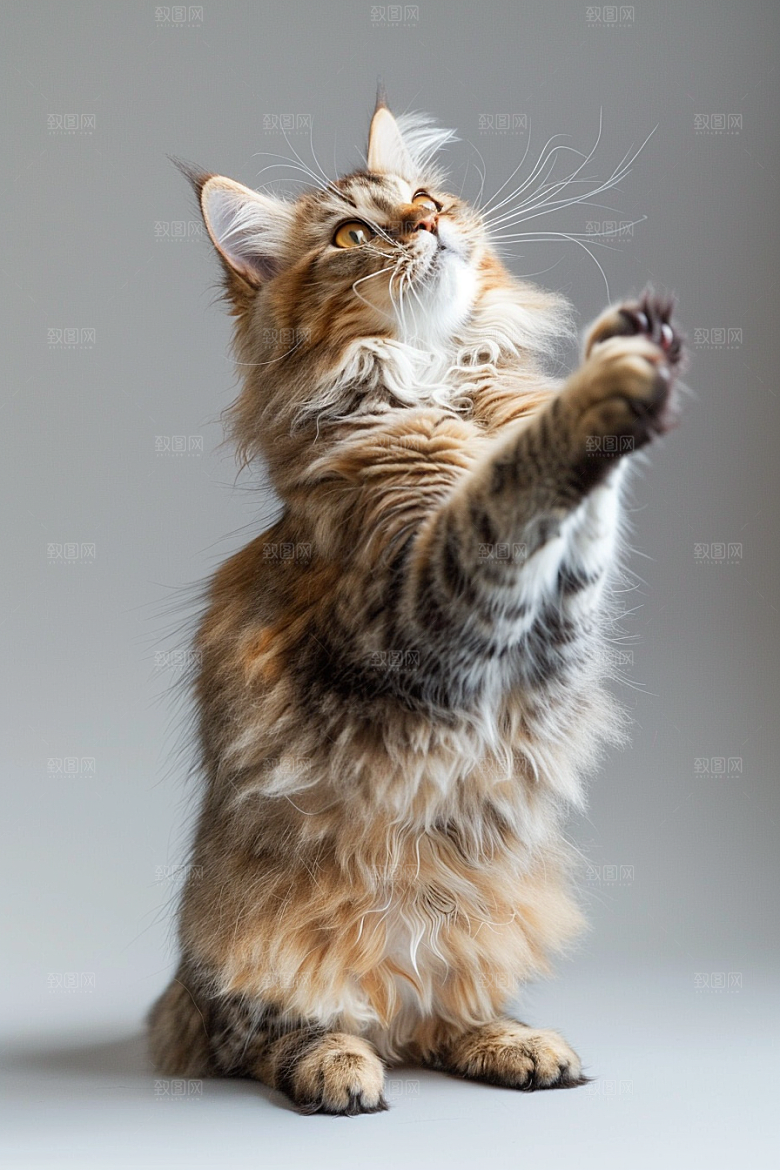 缅因猫可爱品种猫摄影图