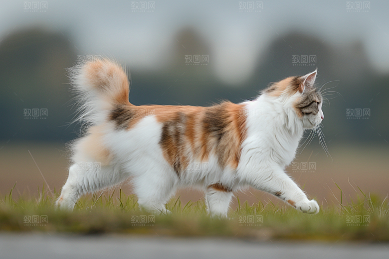 缅因猫品种猫陪伴摄影图
