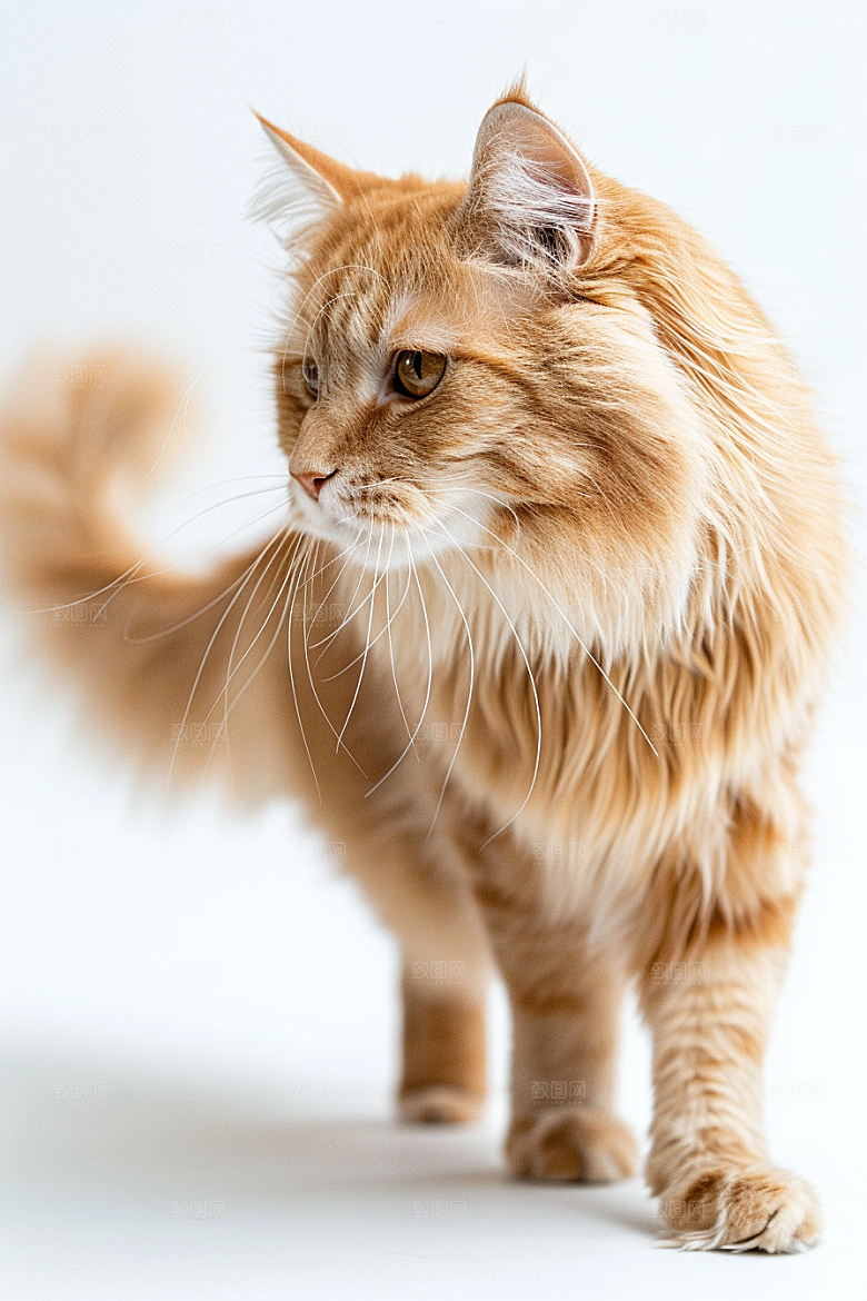 缅因猫小动物陪伴摄影图
