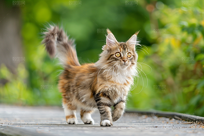 缅因猫可爱毛茸茸摄影图