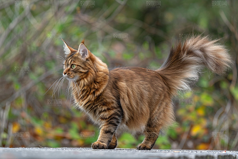 缅因猫陪伴养宠摄影图
