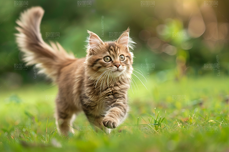 缅因猫高清毛茸茸摄影图