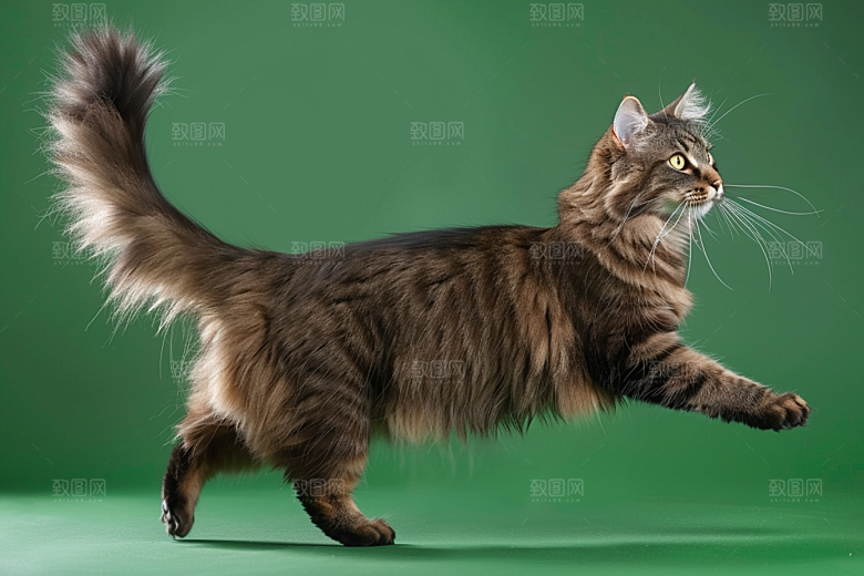 缅因猫高清小动物摄影图