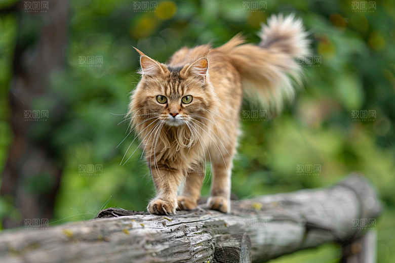 缅因猫宠物猫品种猫摄影图