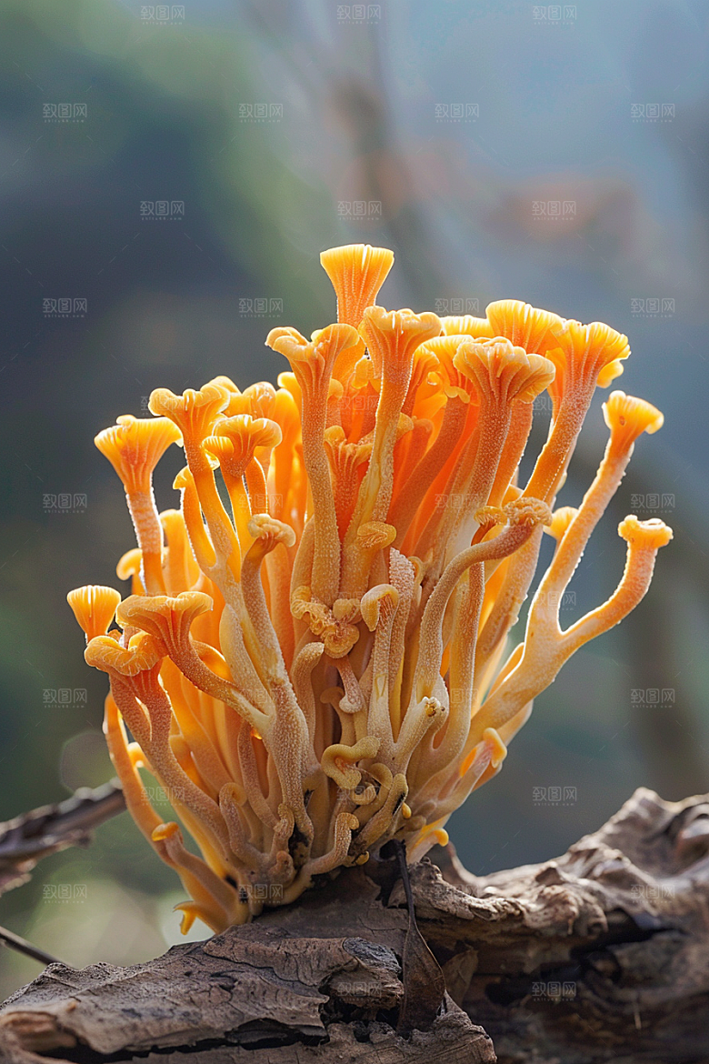 蘑菇自然新鲜摄影图
